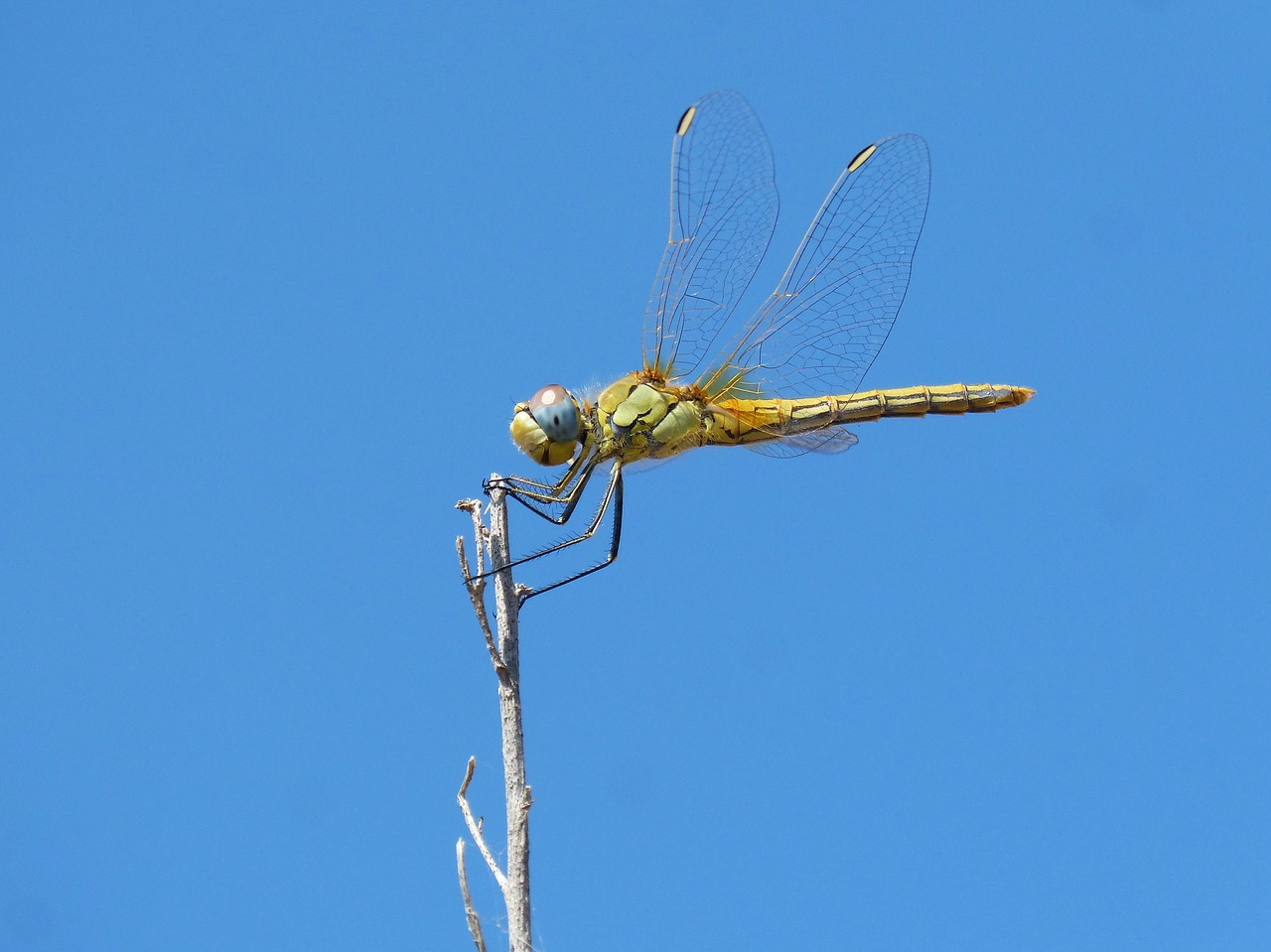 dragonfly branch winged insect free photo