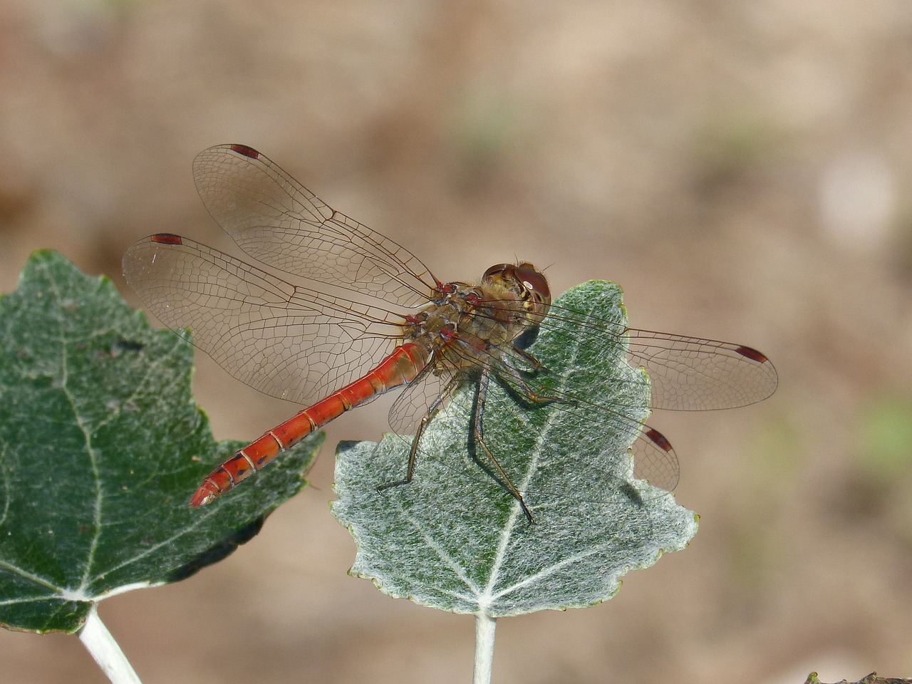 dragonfly leaf poplar free photo