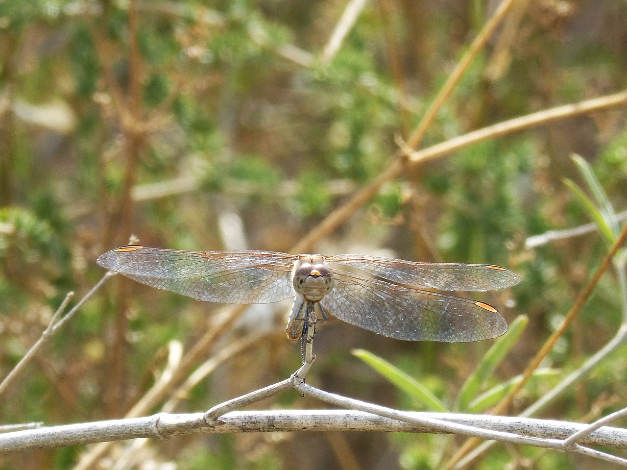 dragonfly sympetrum striolatum front view free photo