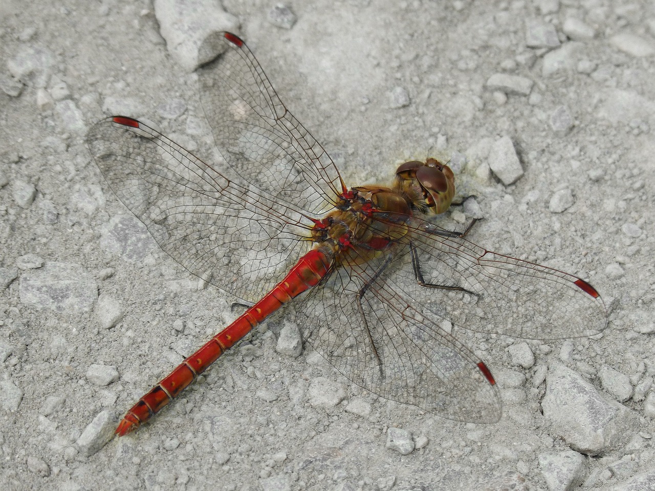 dragonfly red dragonfly sympetrum striolatum free photo