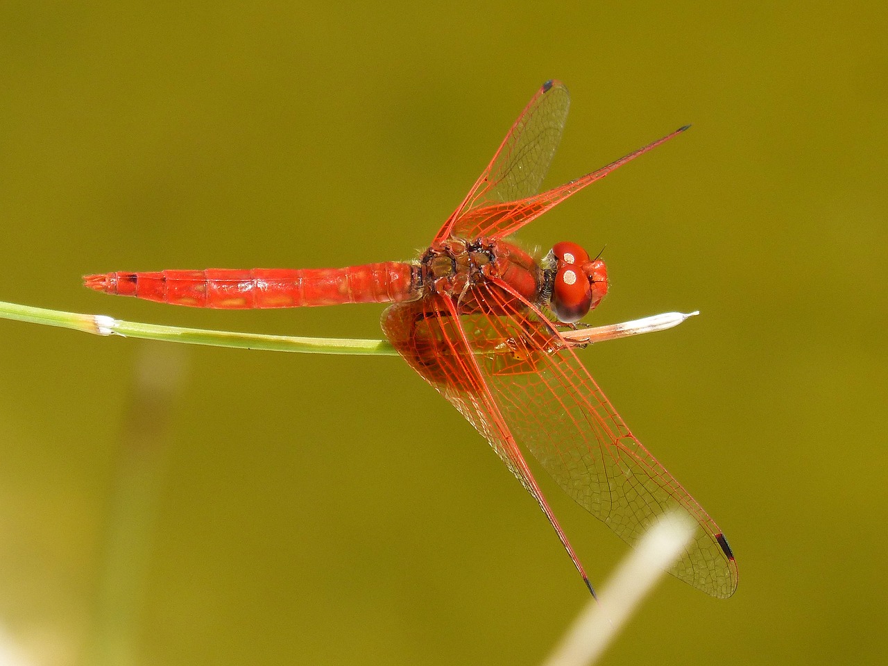 dragonfly red dragonfly pond free photo