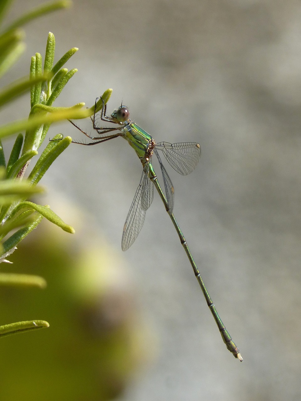 dragonfly green dragonfly rosemary free photo