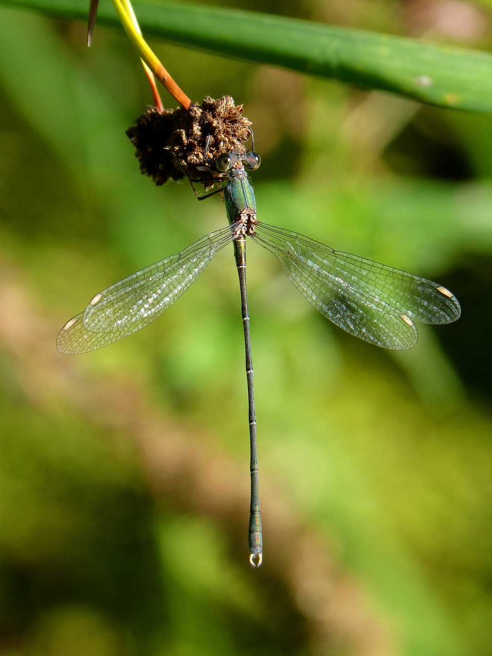 dragonfly green dragonfly junco free photo