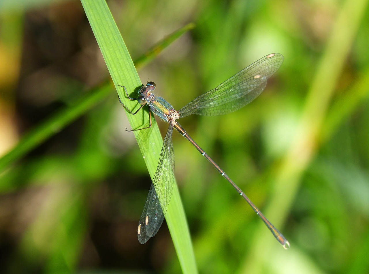 dragonfly green dragonfly leaf free photo