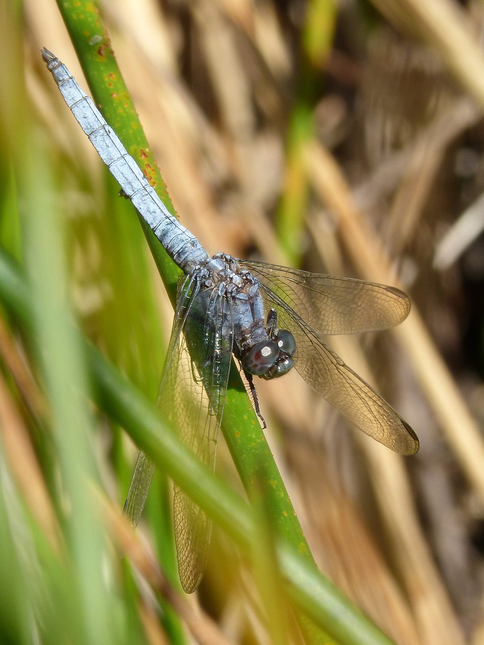 dragonfly blue dragonfly branch free photo