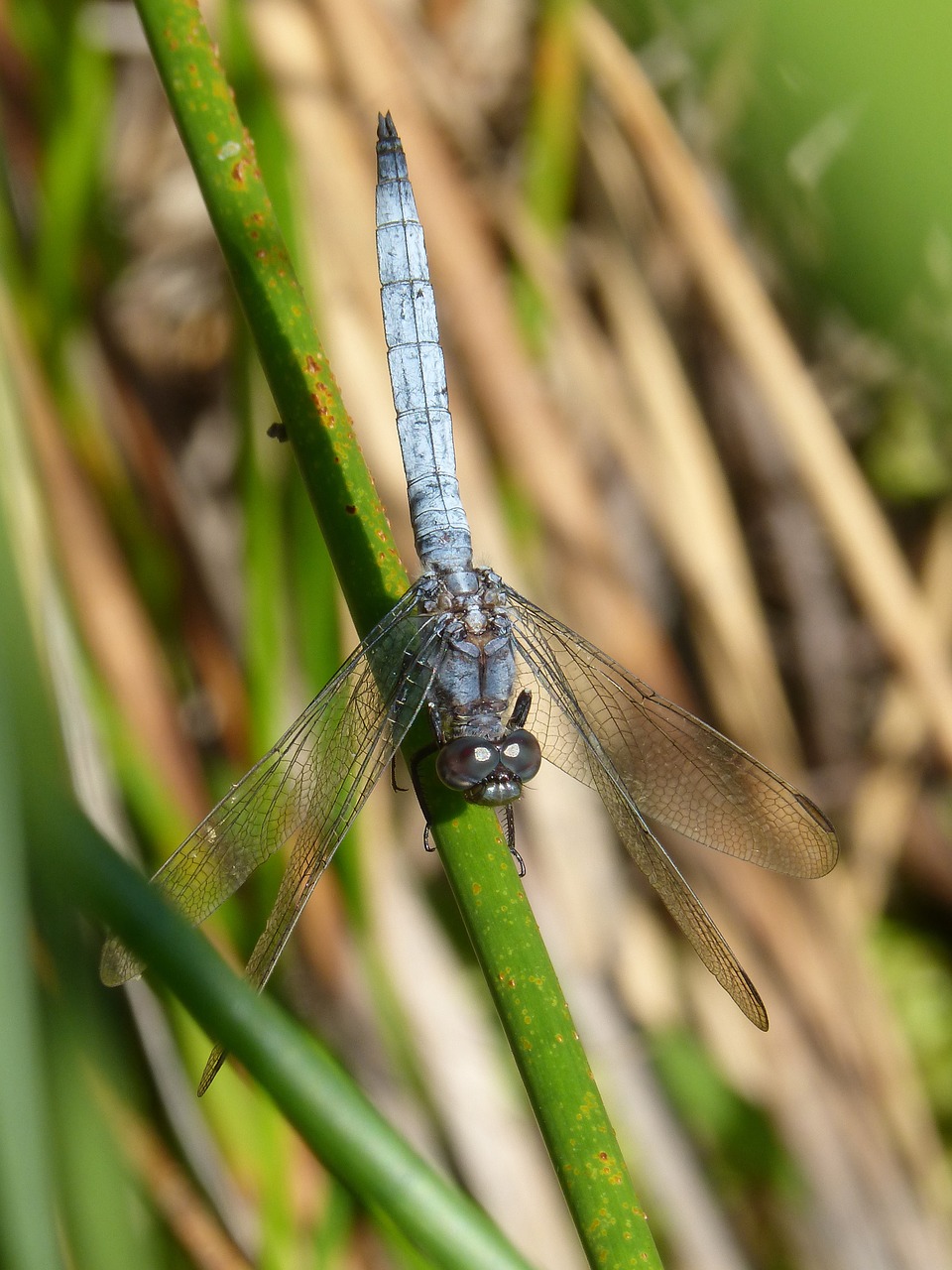 dragonfly blue dragonfly branch free photo