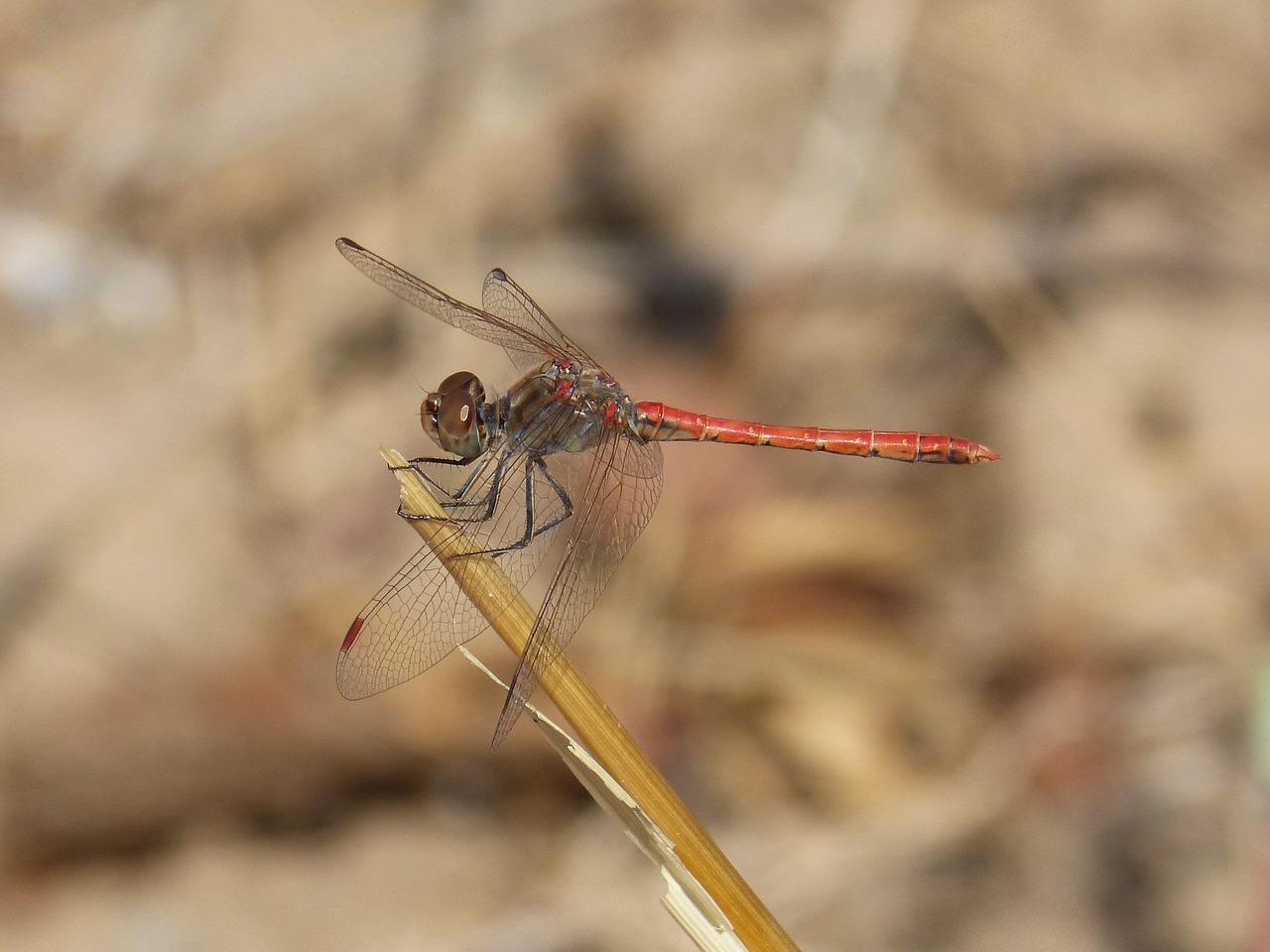 dragonfly red dragonfly winged insect free photo