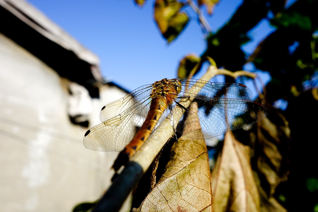 dragonfly autumn sky free photo