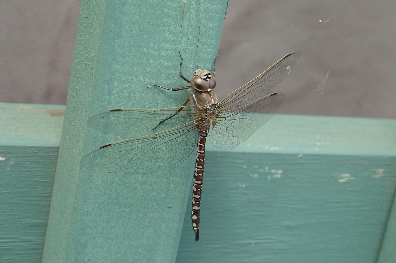 dragonfly resting insect free photo