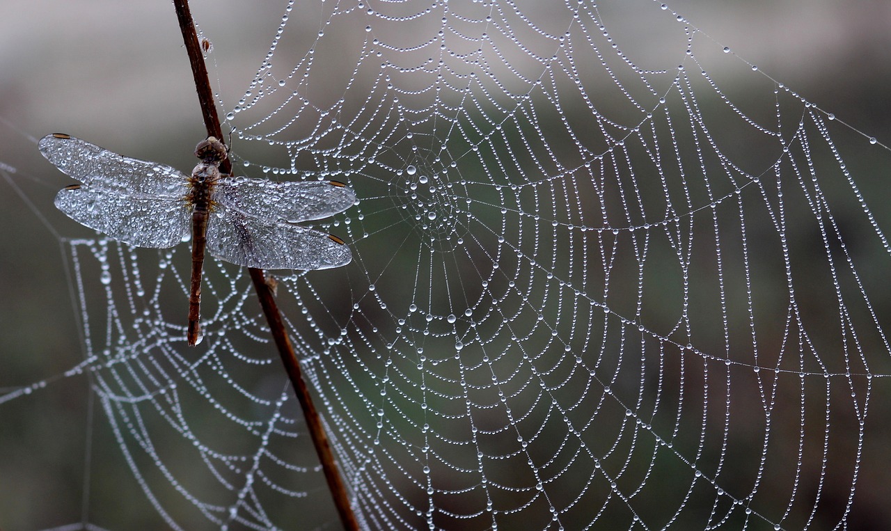 dragonfly dew spider web free photo