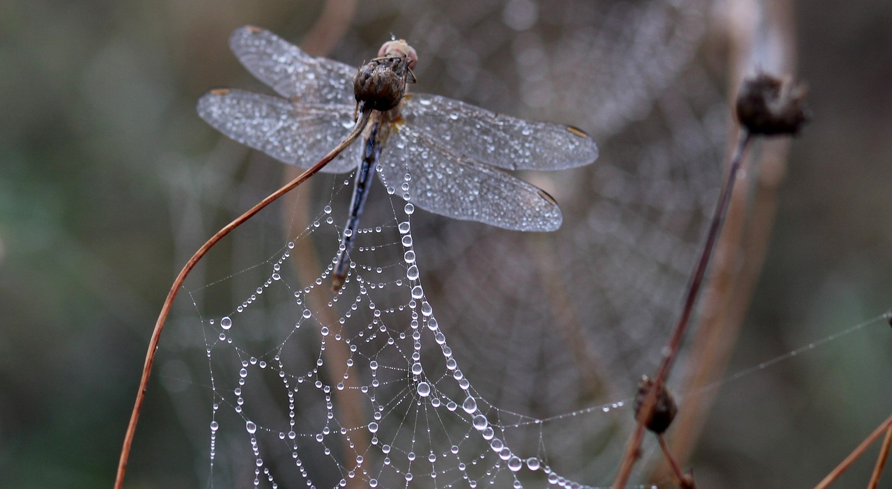 dragonfly dew spider web free photo