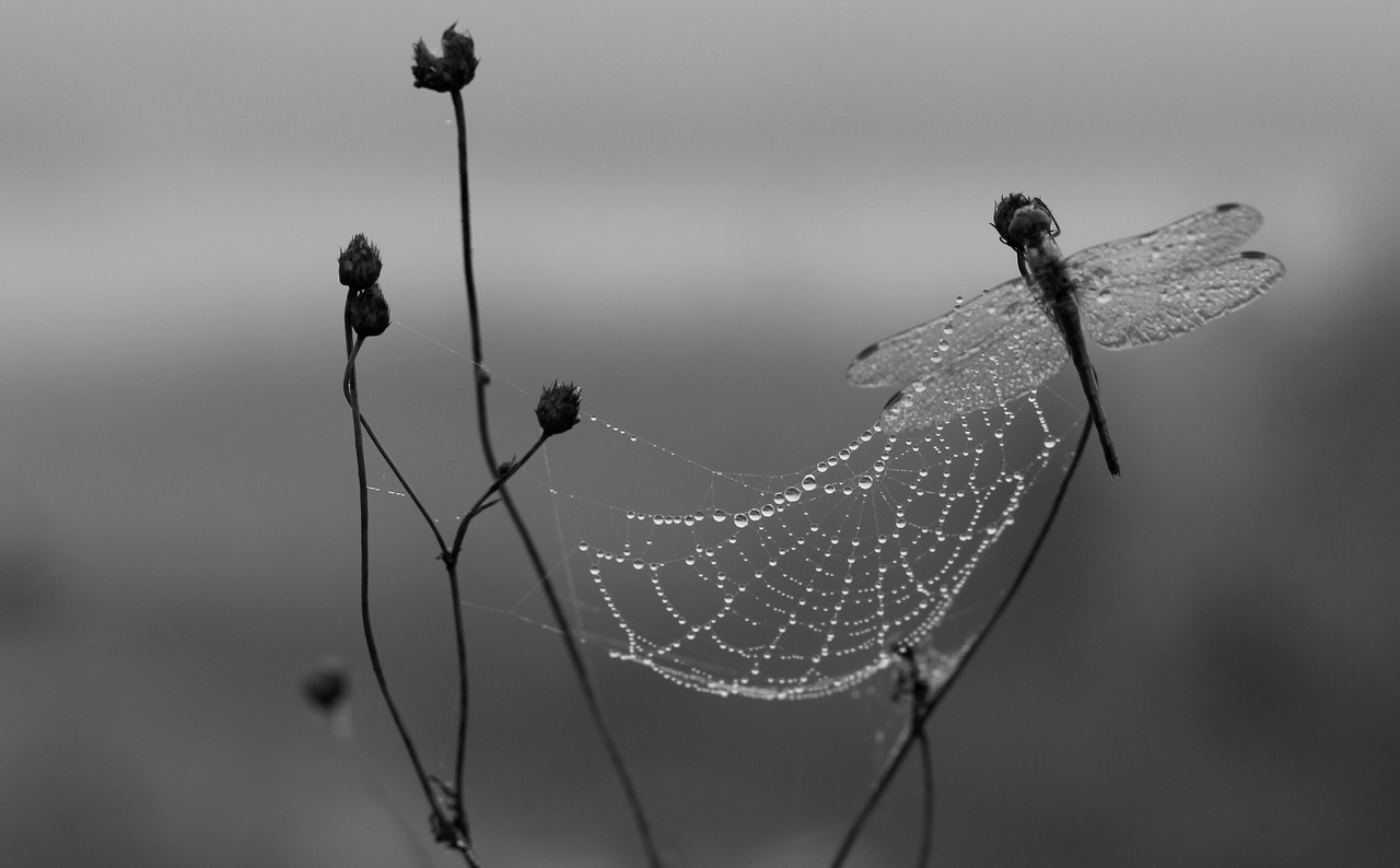 dragonfly dew spider web free photo