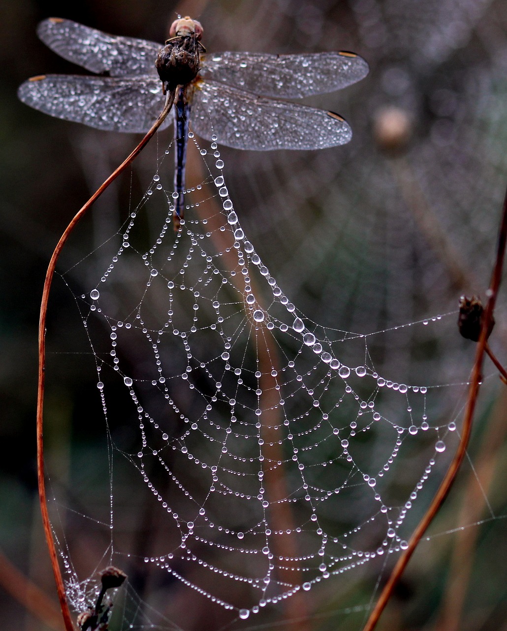 dragonfly dew spider web free photo