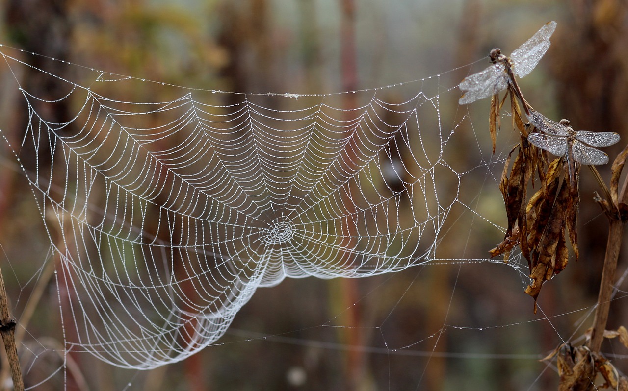 dragonfly dew spider web free photo