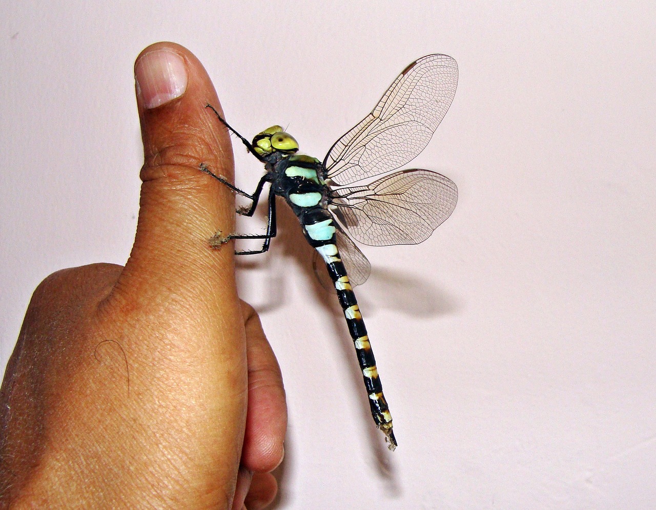 dragonfly insect hand free photo