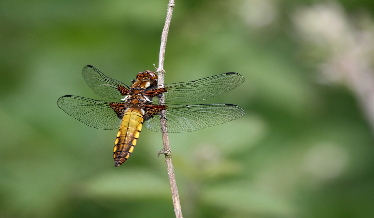 dragonfly insect nature free photo