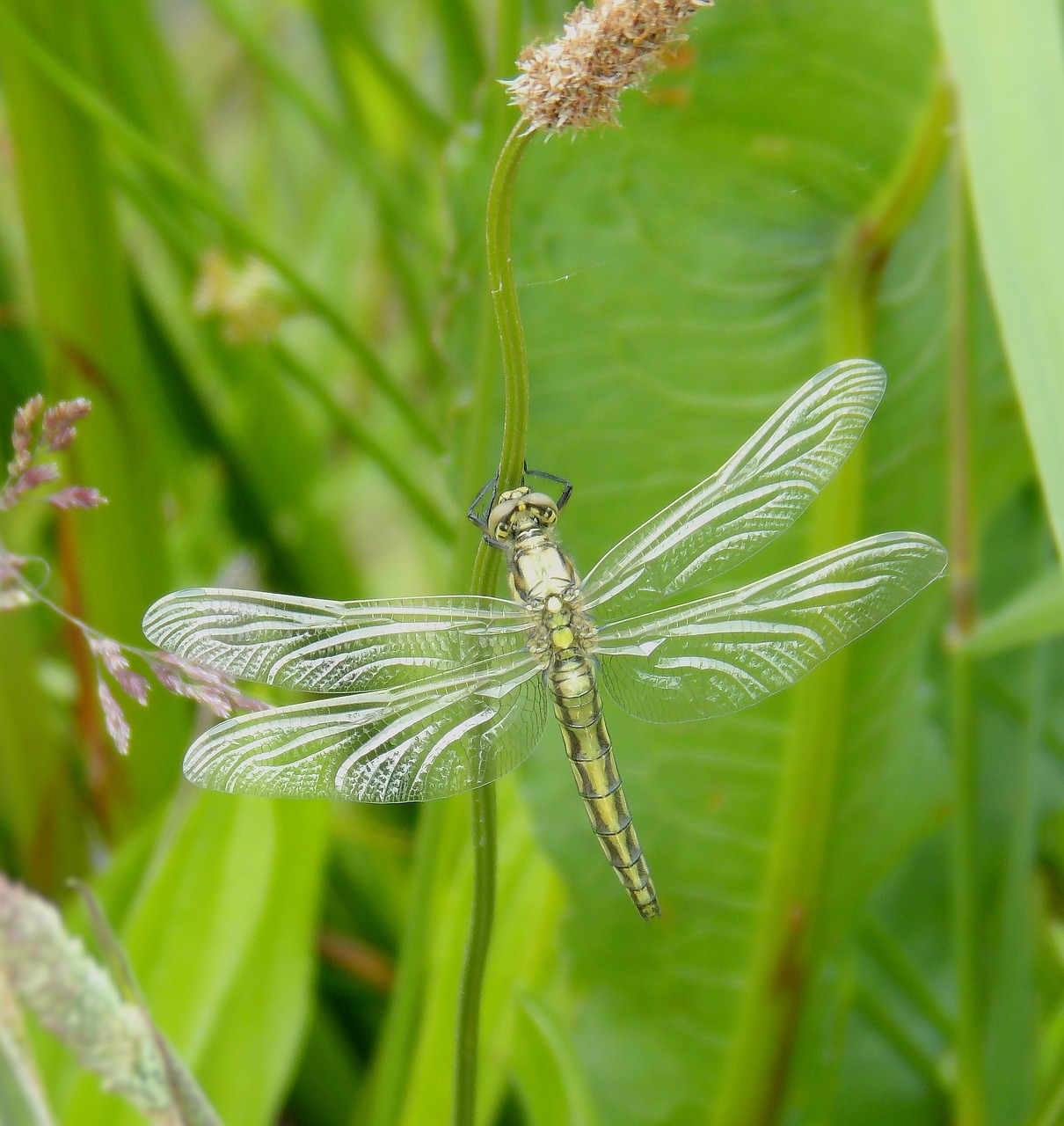 dragonfly insect close free photo