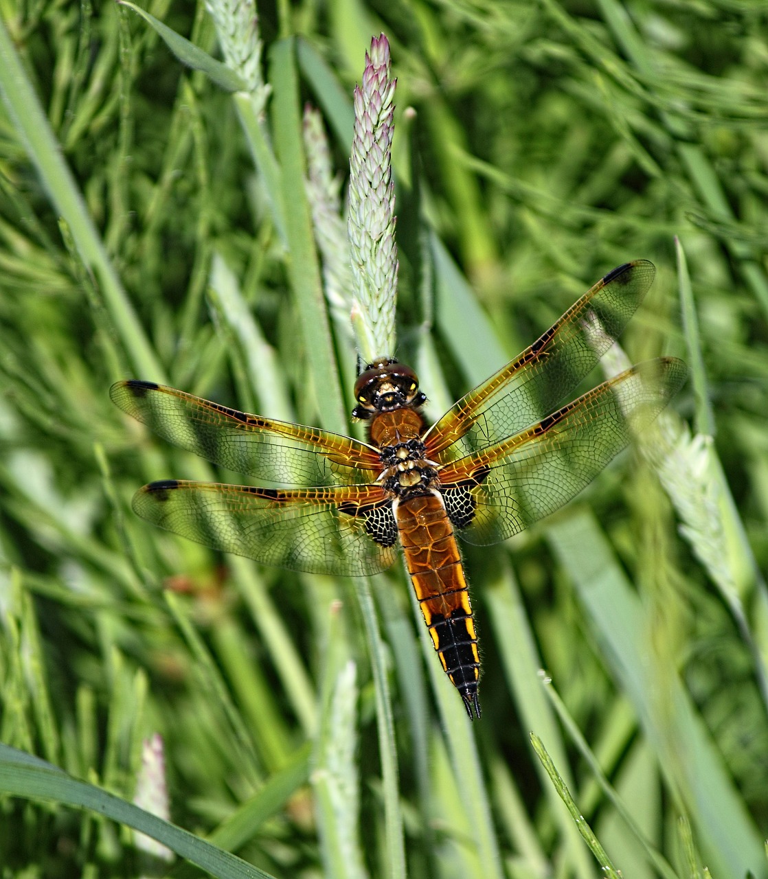 dragonfly insect nature free photo