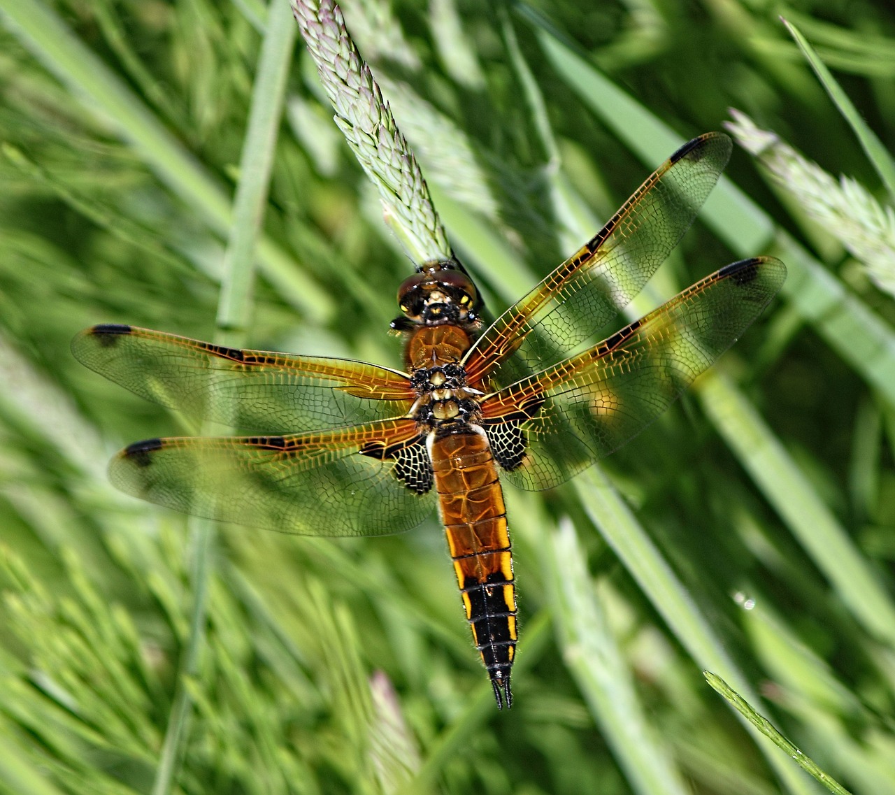 dragonfly insect nature free photo