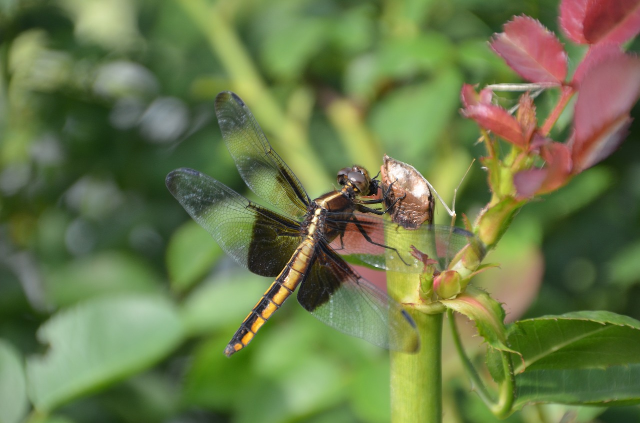 dragonfly flower nature free photo