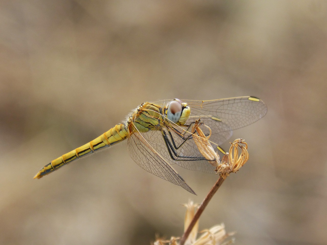 dragonfly yellow dragonfly detail free photo