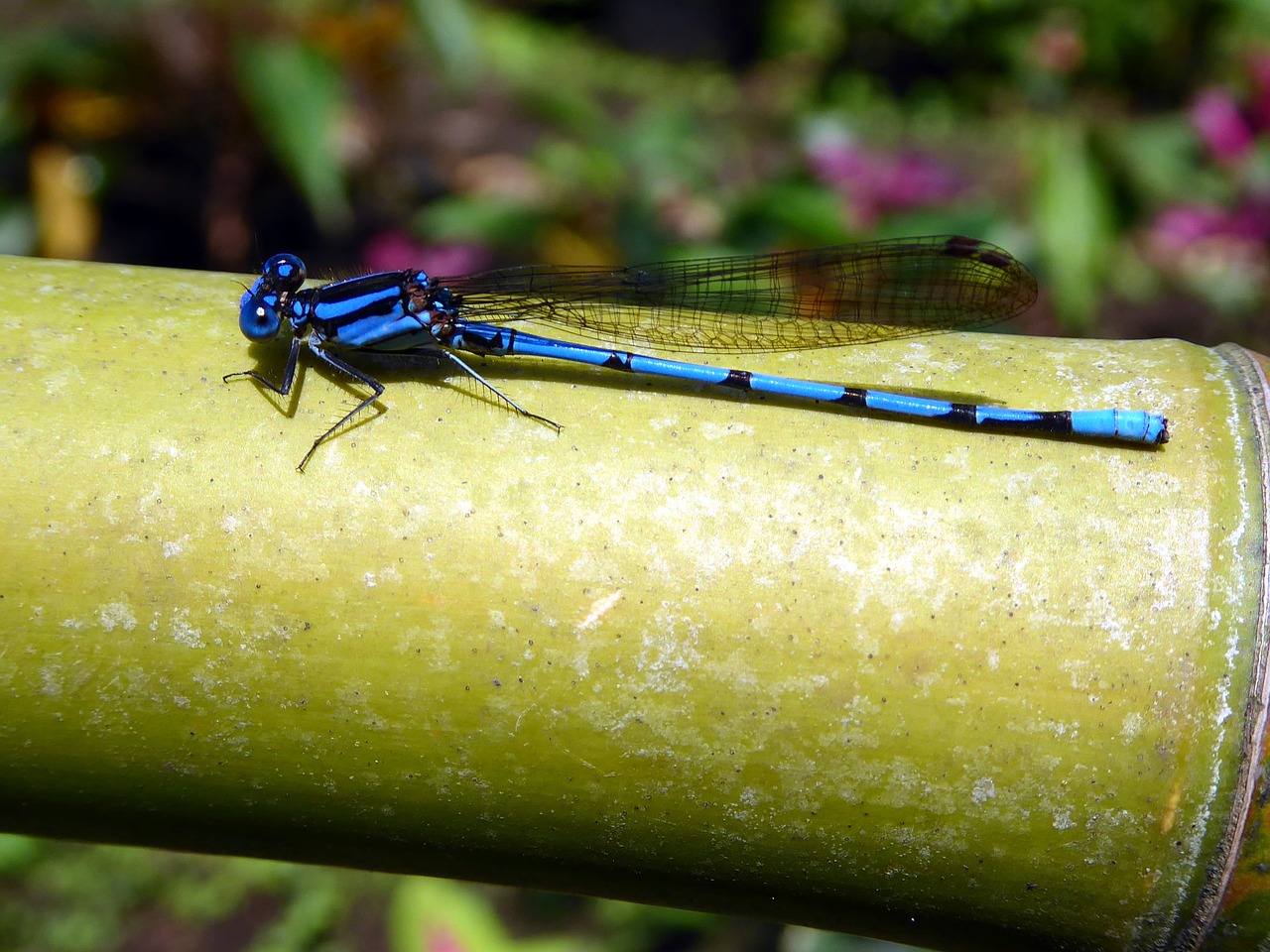 dragonfly blue black free photo