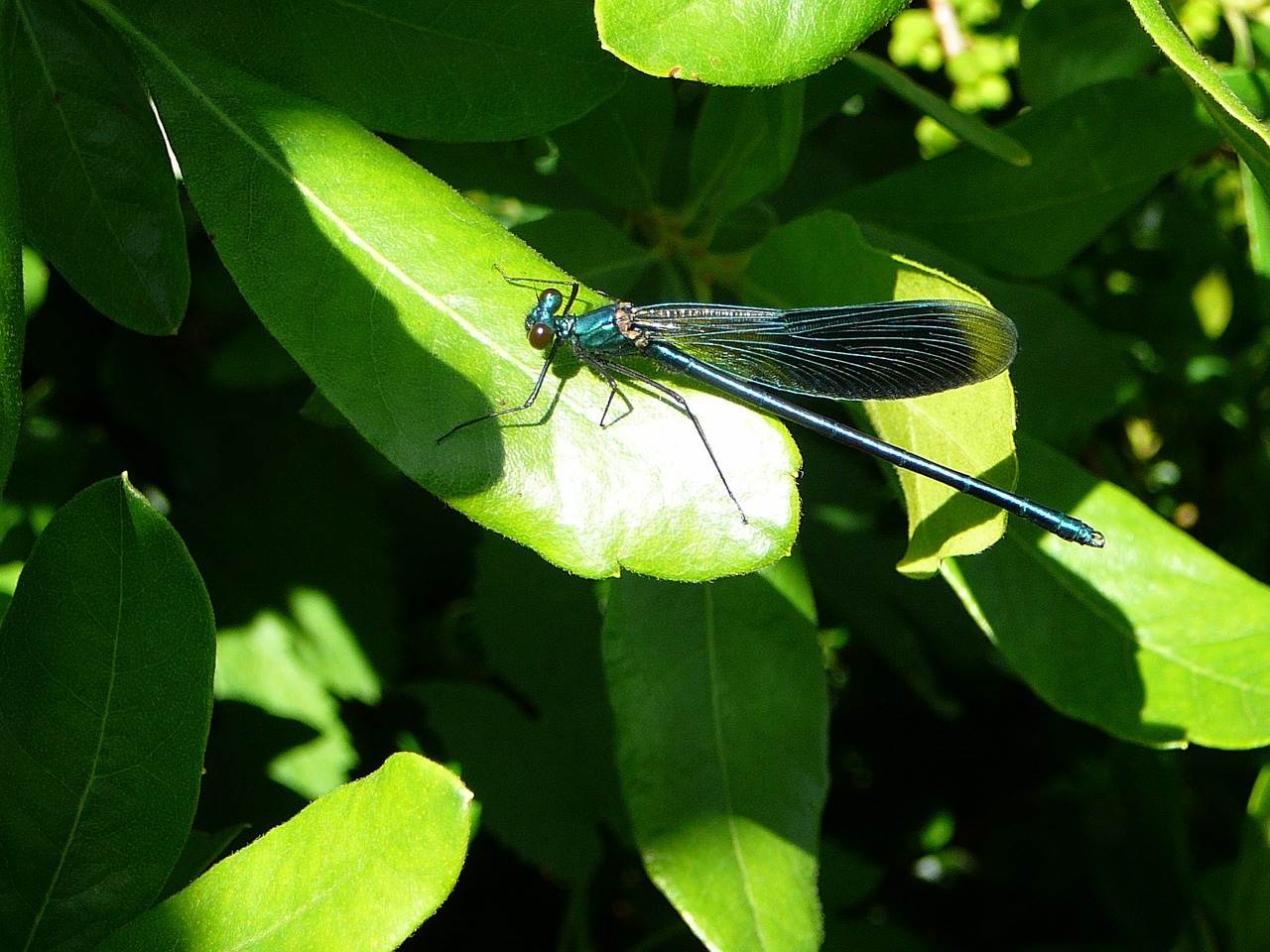 dragonfly leaf insect free photo