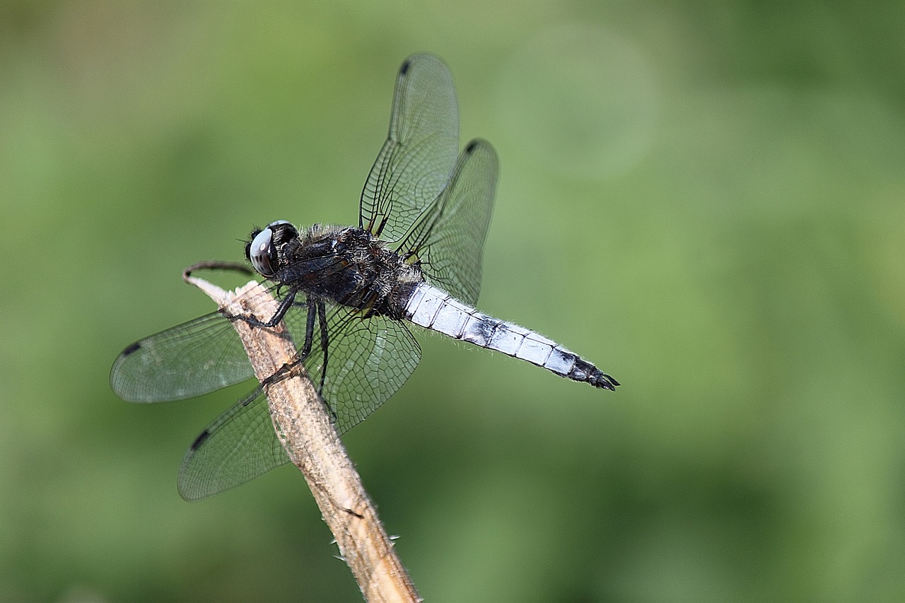 dragonfly insect macro free photo