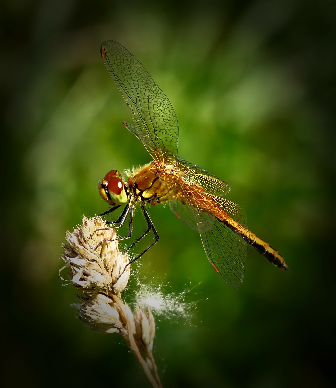 dragonfly insect close-up free photo