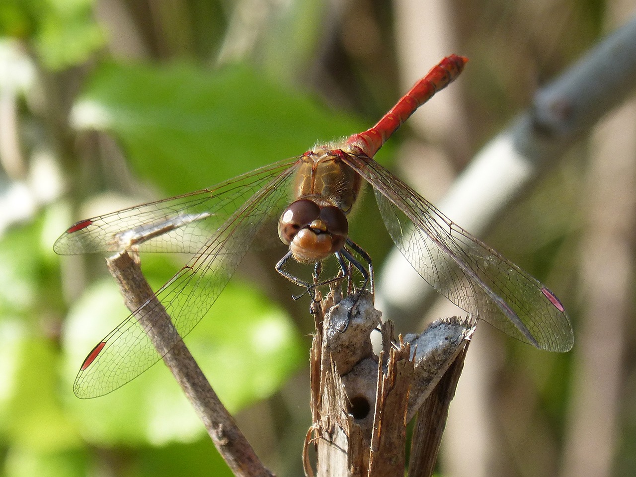 dragonfly red dragonfly branch free photo