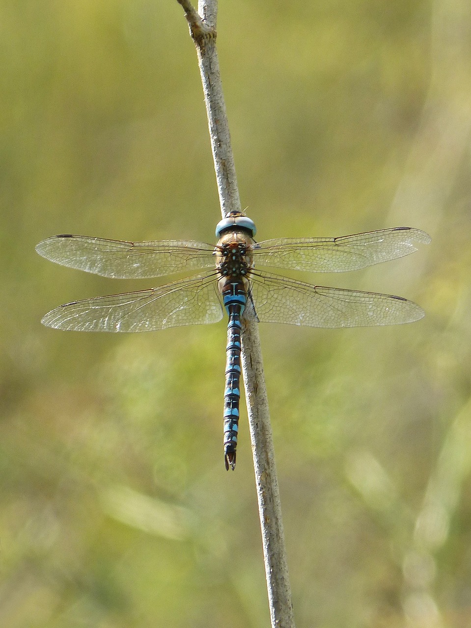 dragonfly branch blue dragonfly free photo