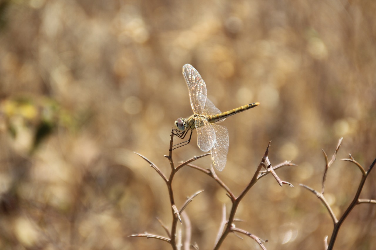 dragonfly nature insect free photo