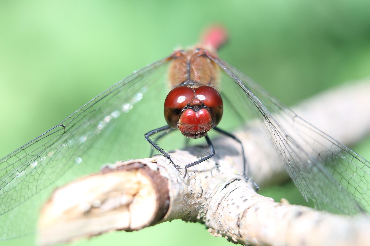 dragonfly red dragonfly insect free photo