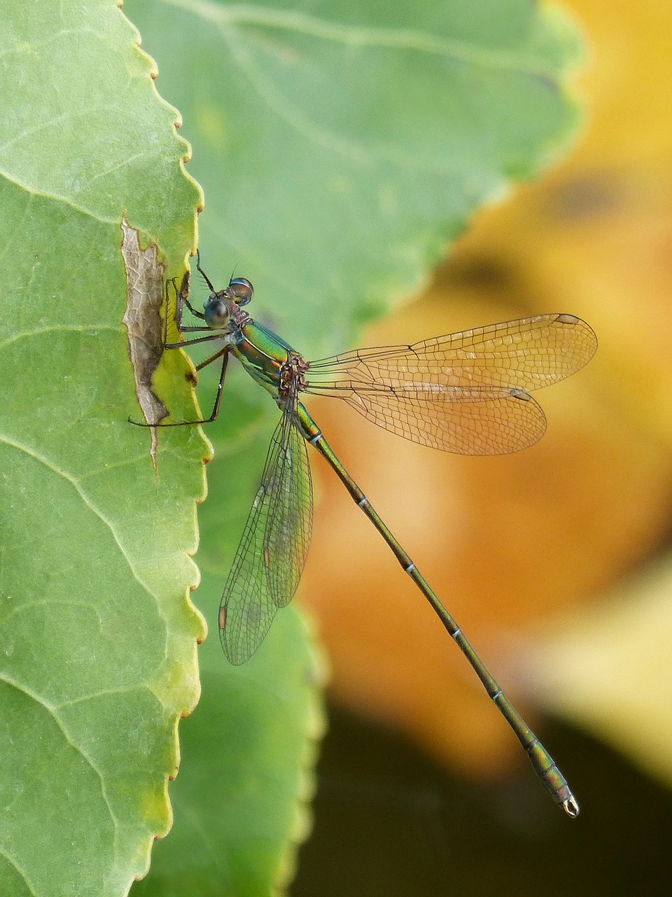 dragonfly green dragonfly leaf free photo