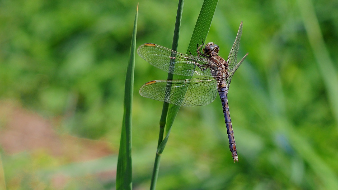 dragonfly macro nature free photo