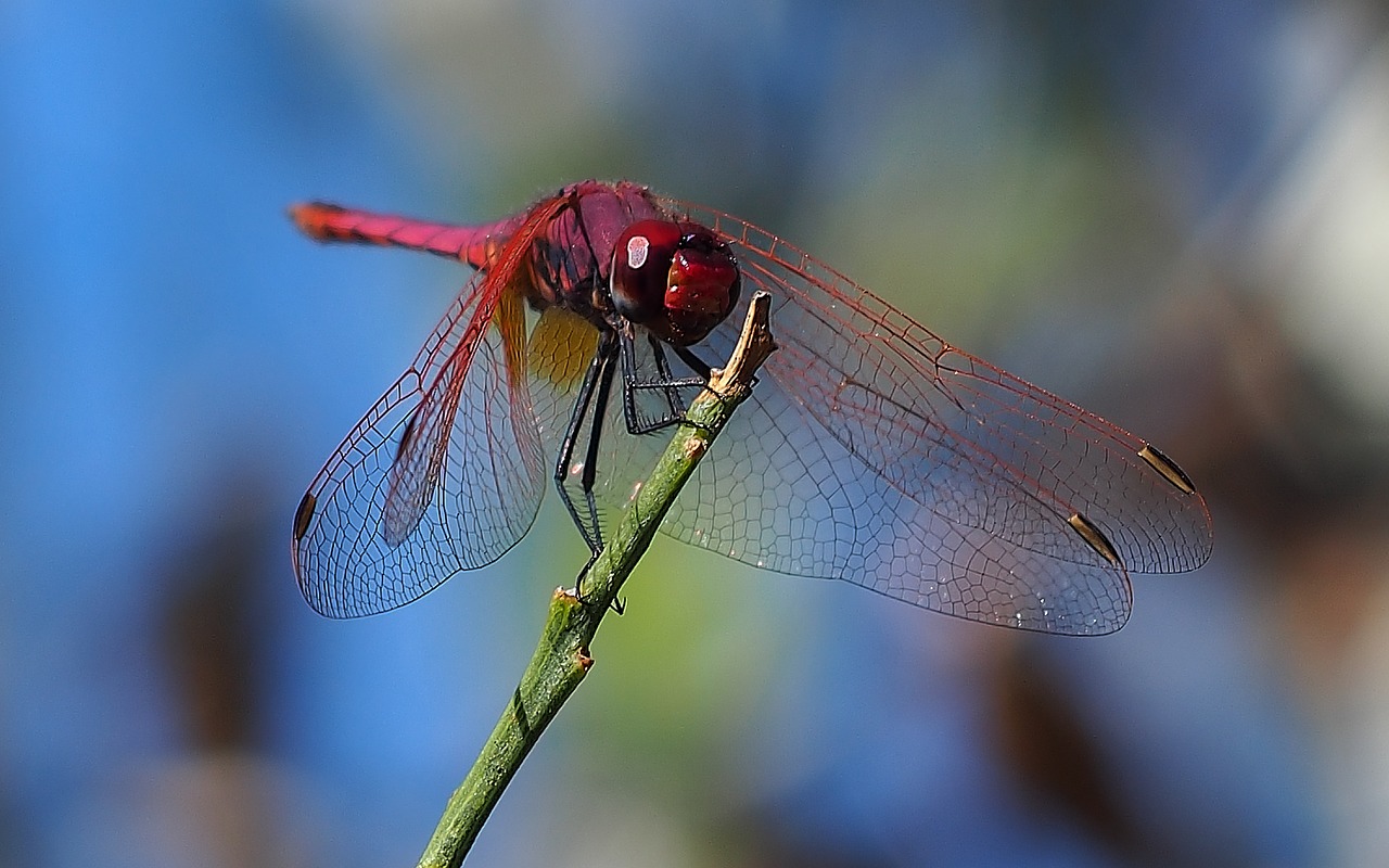 dragonfly insect macro free photo