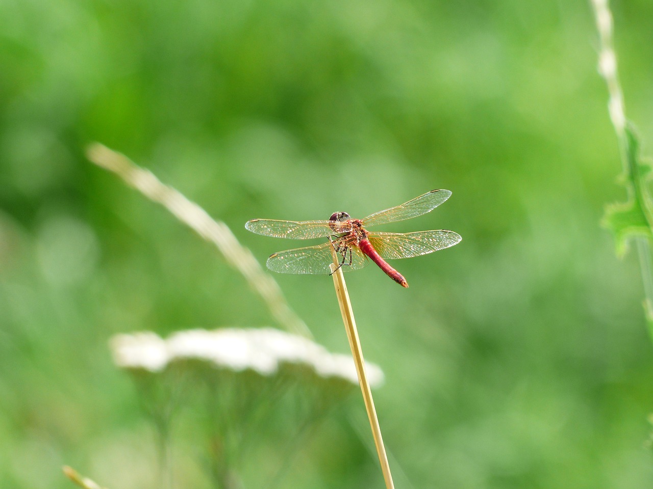 dragonfly red animal free photo