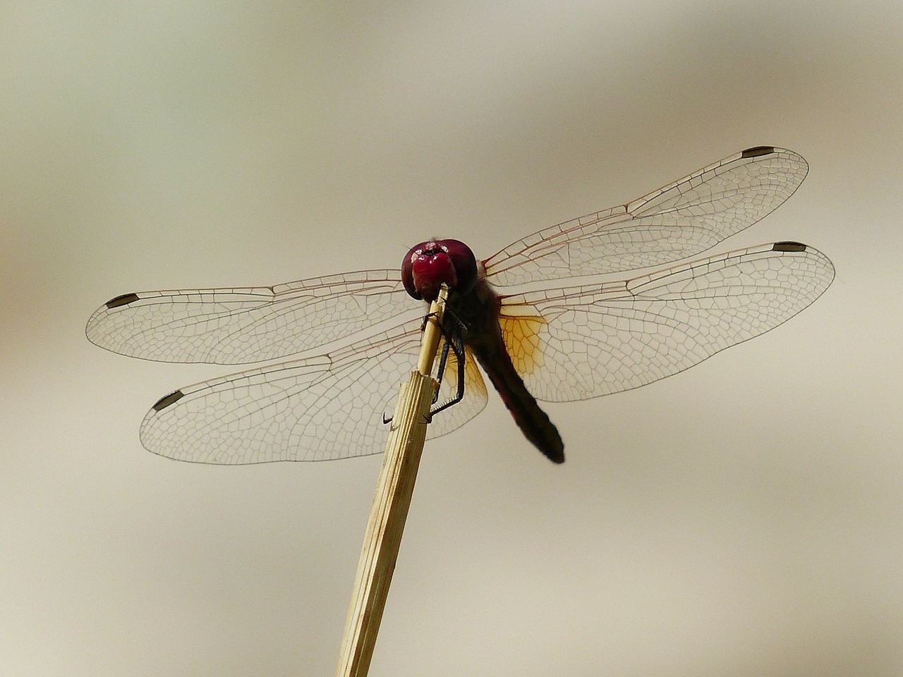 dragonfly red head free photo