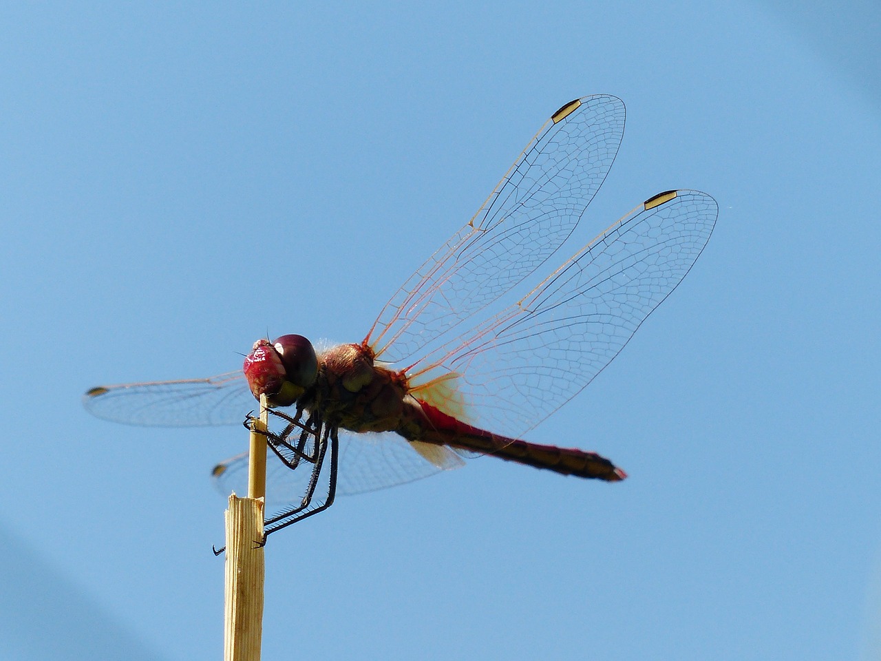 dragonfly red animal free photo