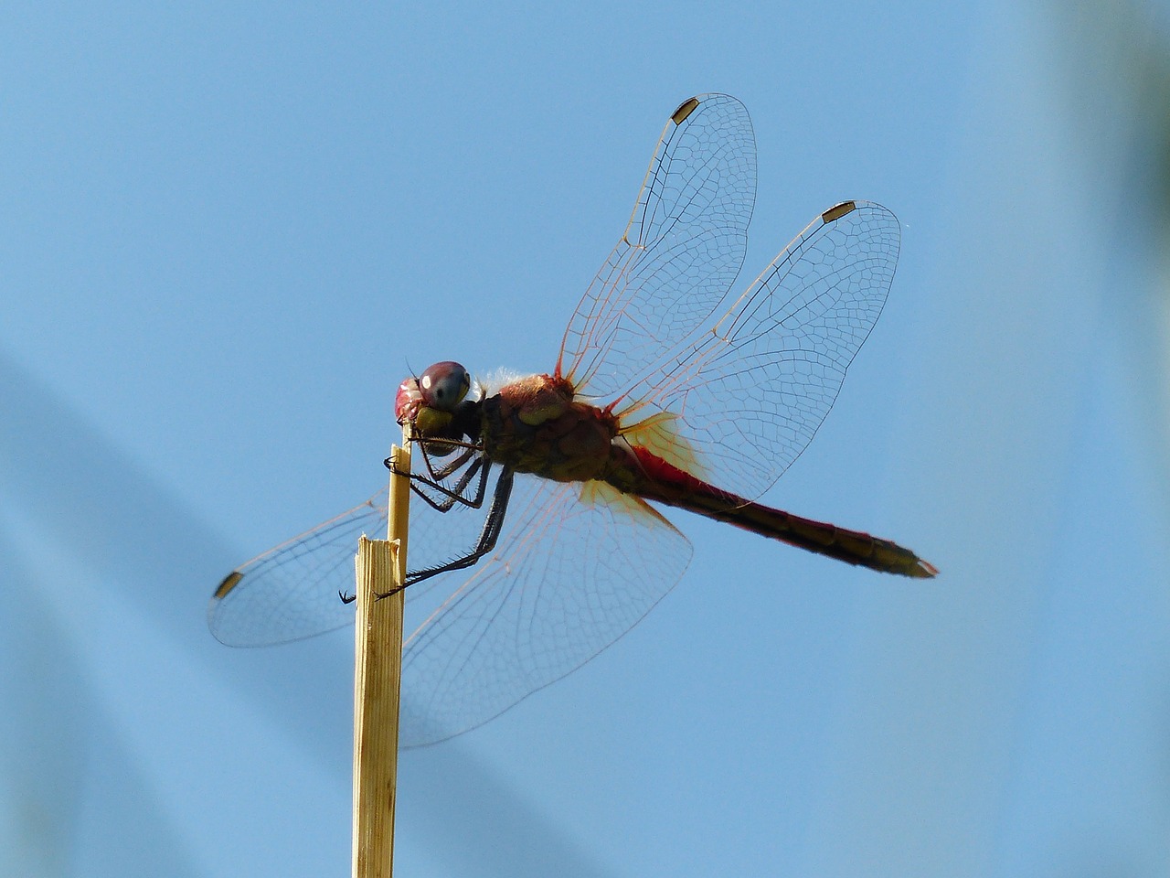 dragonfly red head free photo