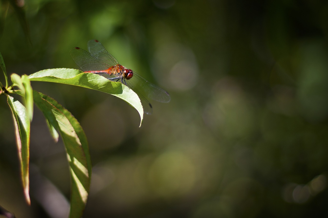 dragonfly red insect free photo