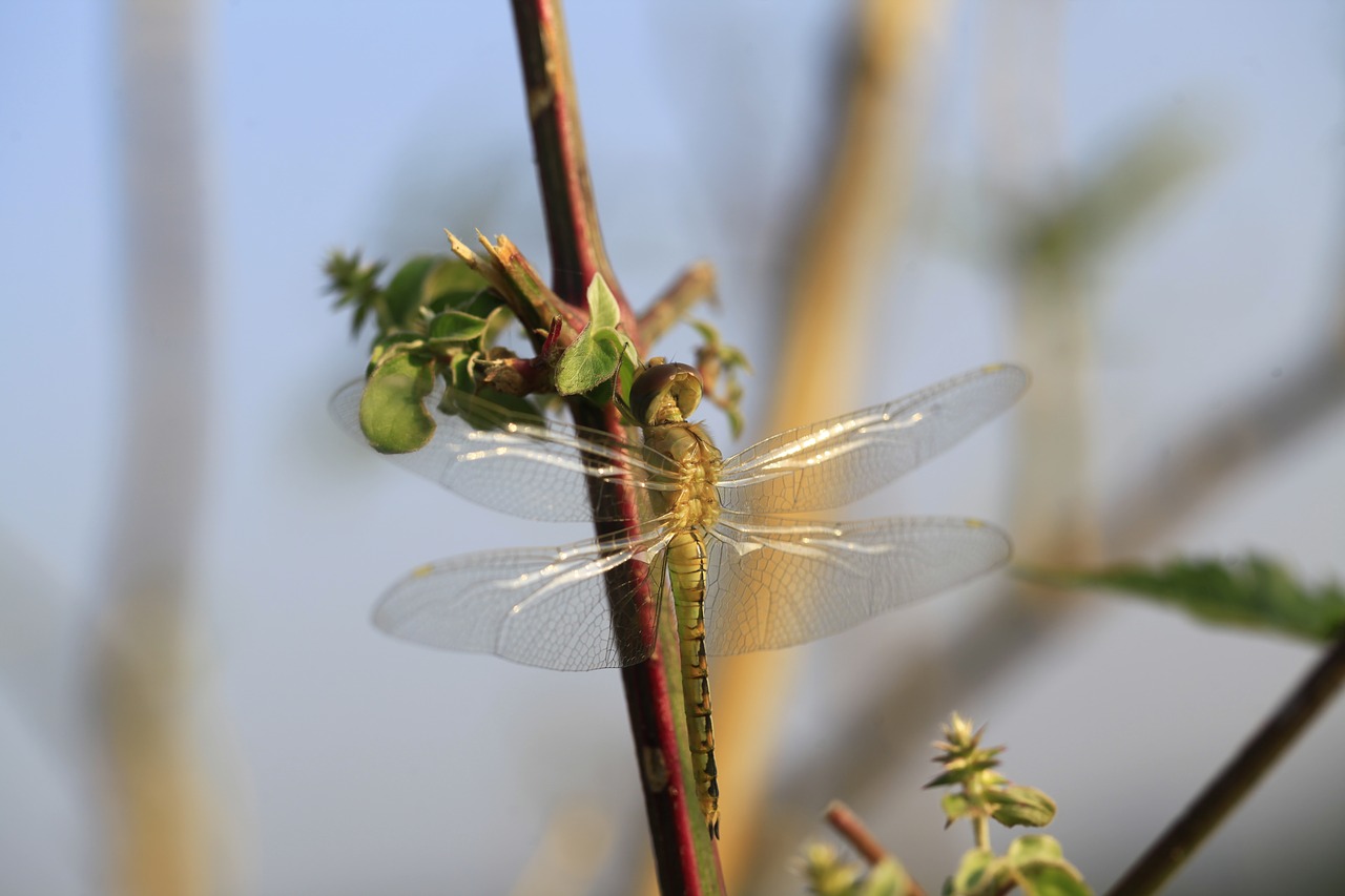 dragonfly nature insects free photo