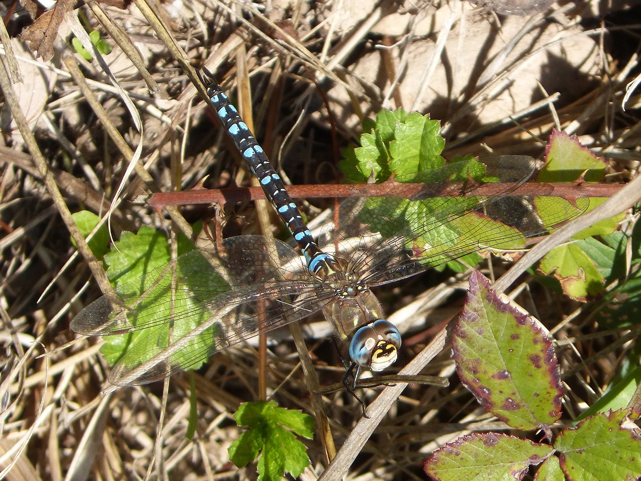 dragonfly anax imperatror beauty free photo