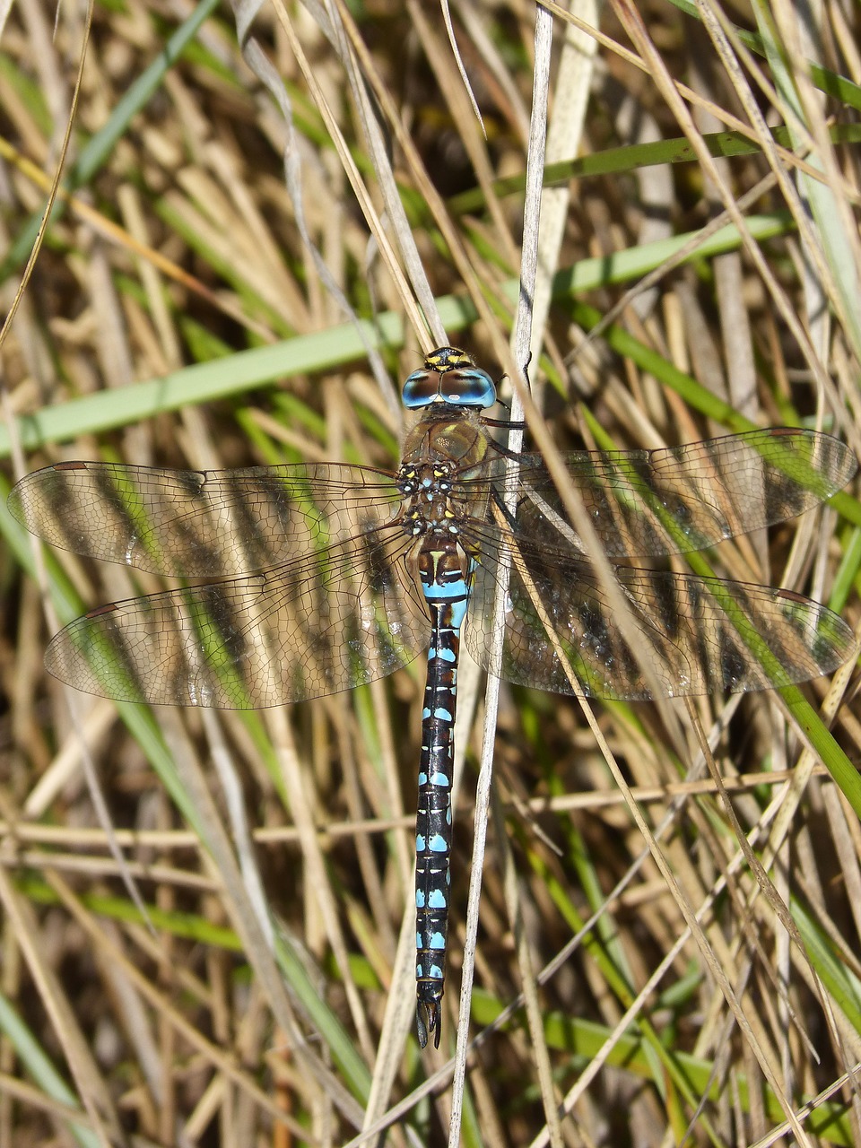 dragonfly blue dragonfly anax imperator free photo