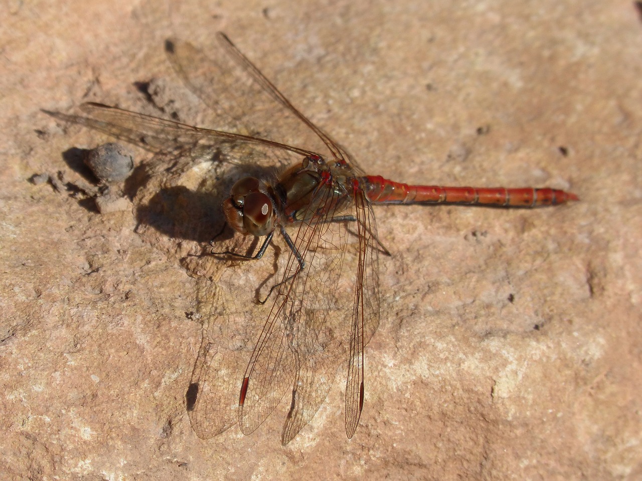 dragonfly red dragonfly rock free photo
