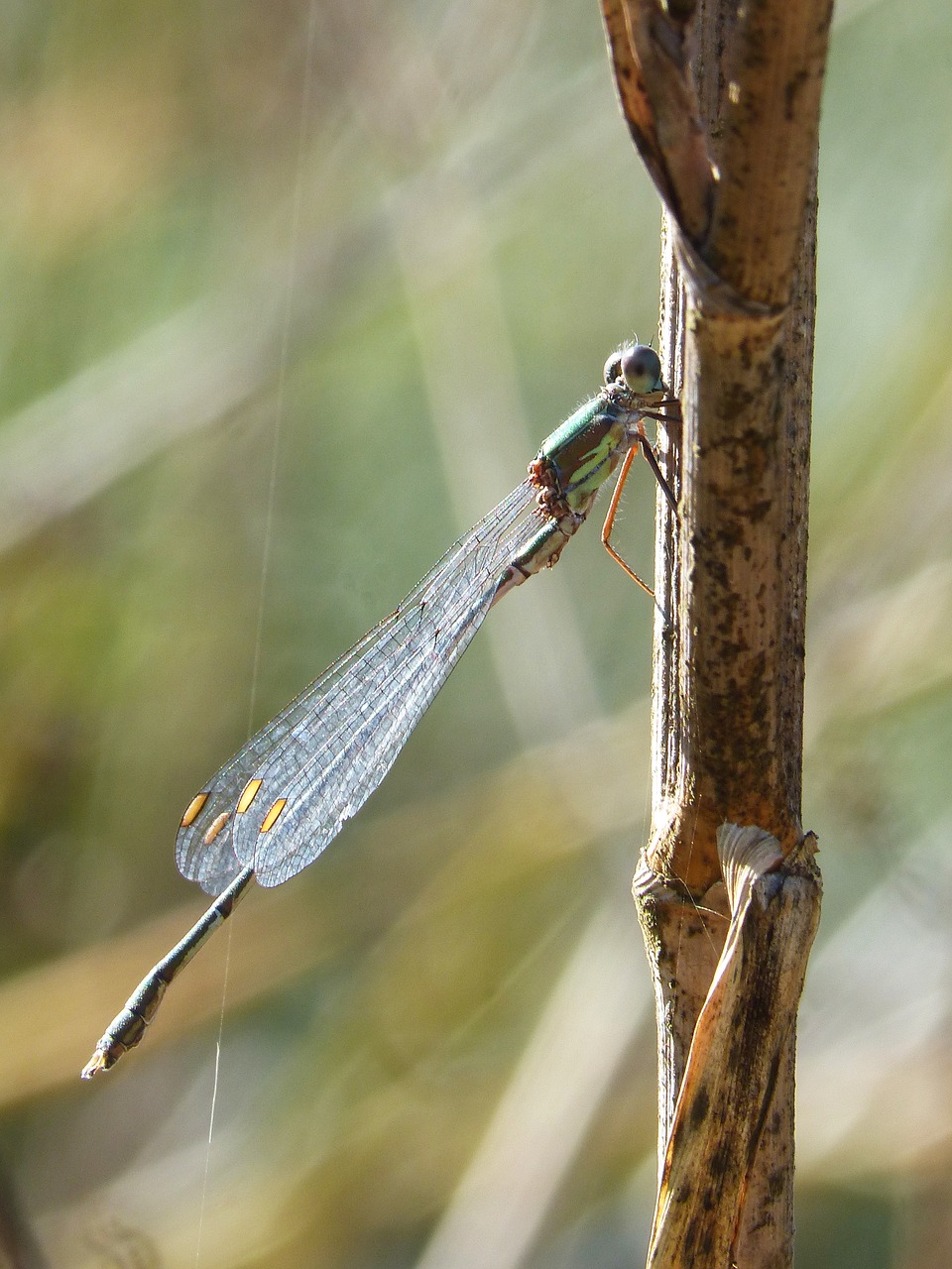 dragonfly green dragonfly stem free photo