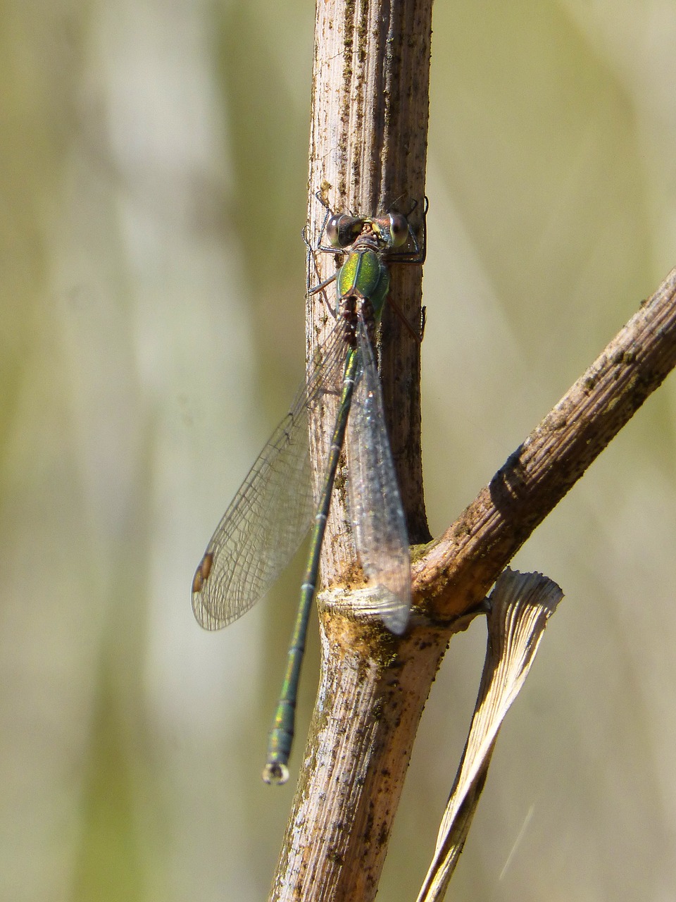 dragonfly green dragonfly rosemary free photo