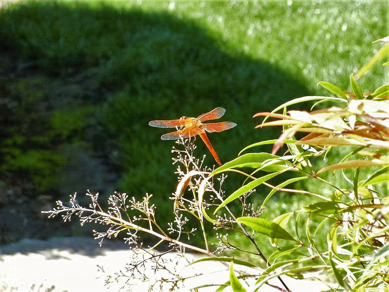 dragonfly nature orange free photo