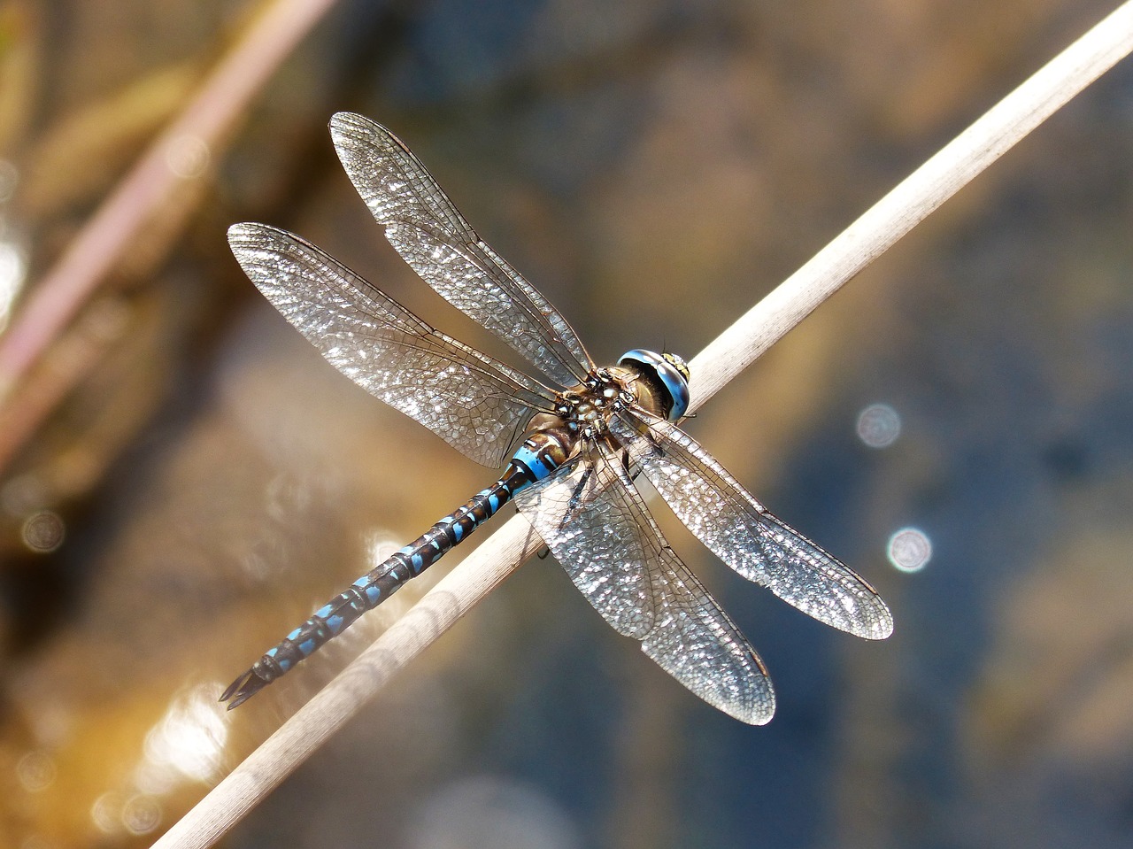 dragonfly blue dragonfly anax imperator free photo