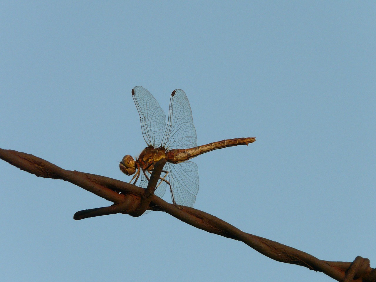 dragonfly nature insect free photo